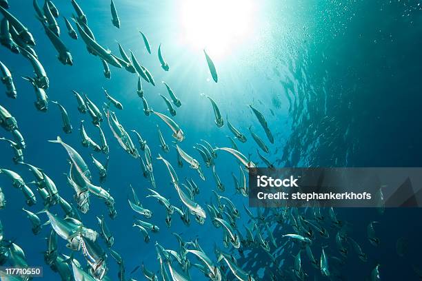 Caballa Rayado Foto de stock y más banco de imágenes de Agua - Agua, Animal, Arrecife - Fenómeno natural