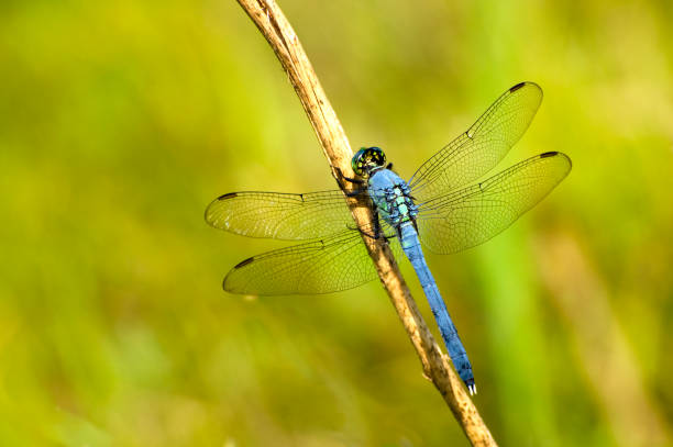 앗샤르키야 pondhawk, erythemis simplicicollis, 잠자리 - dragonfly 뉴스 사진 이미지