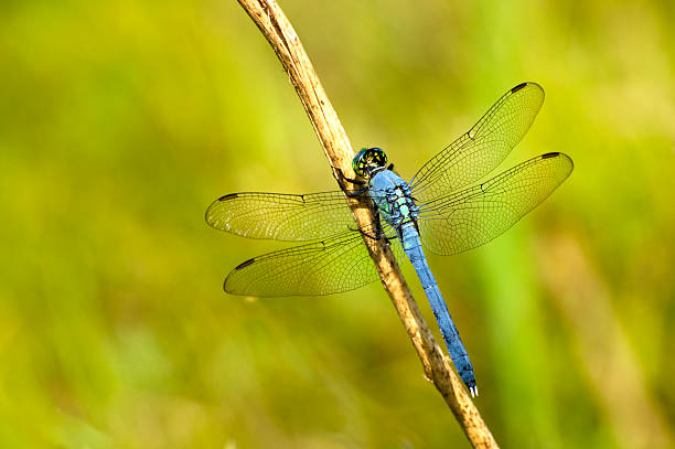 Eastern pondhawk, Erythemis simplicicollis, dragonfly stock photo