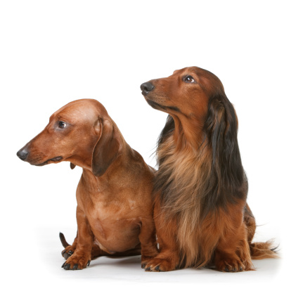 two dachshund male dogs - long-haired and short-haired, chestnut, sitting on the floor