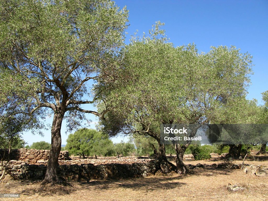 Olivenbäume - Lizenzfrei Abgeschiedenheit Stock-Foto