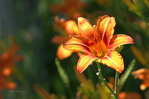 Peruvian lily blossoming in full Summer in Wales, UK.