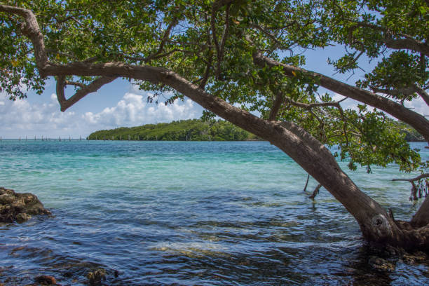 istock Colorful water and tree lined shores in Biscayne Bay 1177107507