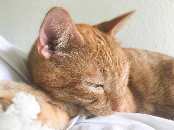 istock Beautiful tabby cat relaxing closeup 1177108987
