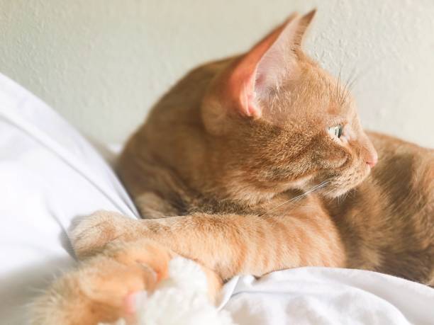 istock Beautiful tabby cat relaxing closeup 1177108991