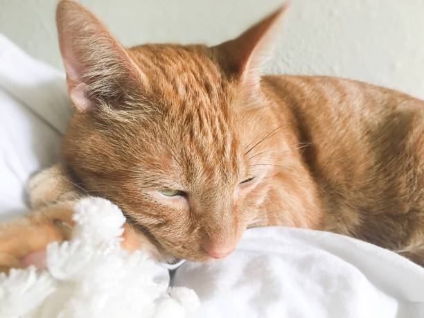 istock Beautiful tabby cat relaxing closeup 1177109008