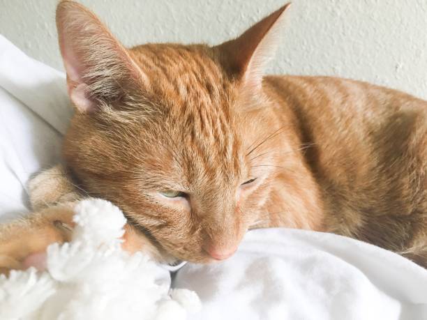 istock Beautiful tabby cat relaxing closeup 1177109057