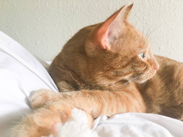 istock Beautiful tabby cat relaxing closeup 1177109083