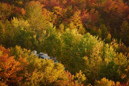 A small outcropping of rock grounds this image dominated by fiery colors in the midst of a vibrant Vermont autumn