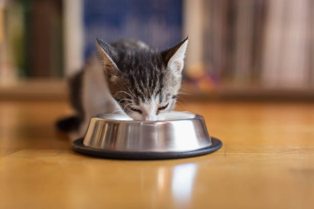 istock Baby cat licking milk from a bowl 1177114989