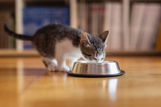 istock Kitten licking milk from a bowl 1177115025
