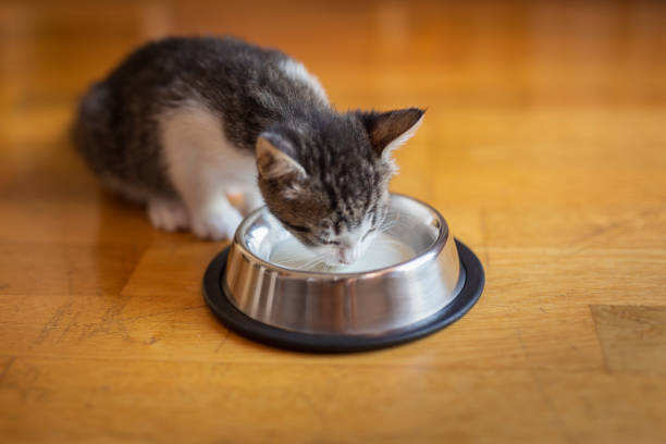istock Baby cat licking milk 1177115039