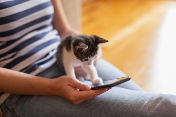 istock Woman using smartphone and playing with kitten 1177115086