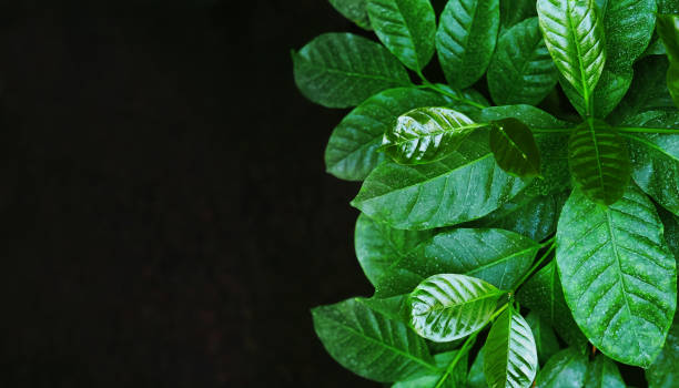 feuilles vertes de café sur l'arbre. branche de coffea arabica isolé sur le fond noir, espace de copie, vue panoramique - black coffee coffee macro cafe photos et images de collection