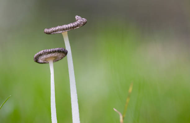 istock Mushroom macro autumn grass in forest fall 1177115500