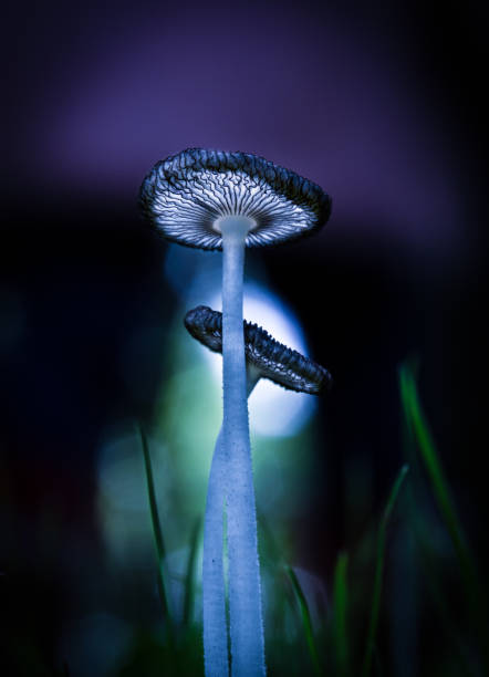 istock Mushroom macro autumn grass in forest fall 1177115520