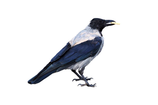 Crow perched on a wire.