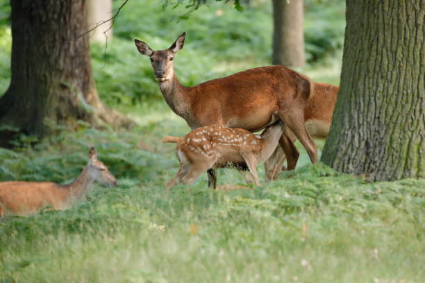 istock A red deer fawn 1177117222