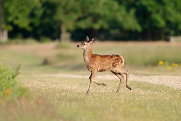 istock A red deer fawn 1177117223