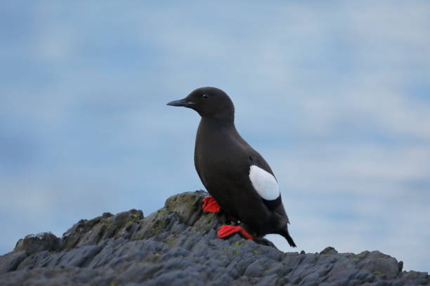 istock The black guillemot or tystie 1177117265
