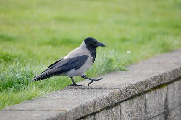 The hooded crow is a Eurasian bird species in the Corvus genus. Widely distributed, it is also known locally as Scotch crow and Danish crow.