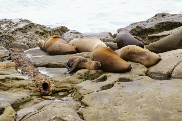 istock Seals, Sea Lions resting on the shores 1177119545