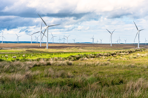 View of a wind farm in the countriside of Scotland on a spring day. Grazing sheep are visible in foreground on the left side of the picture.