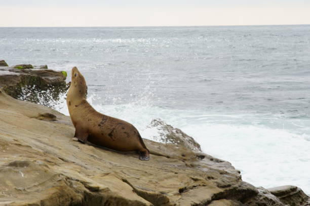 istock Seals, Sea Lions resting on the shores 1177119738
