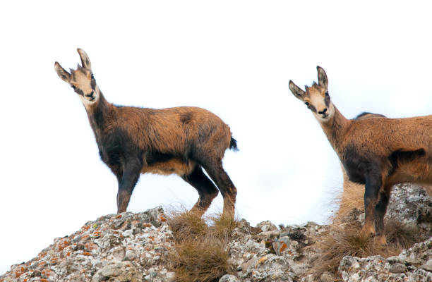istock wild chamois goat isolated on white background. 1177119994