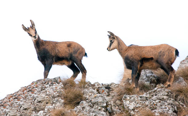 istock two wild chamois goat isolated on white background. 1177119995