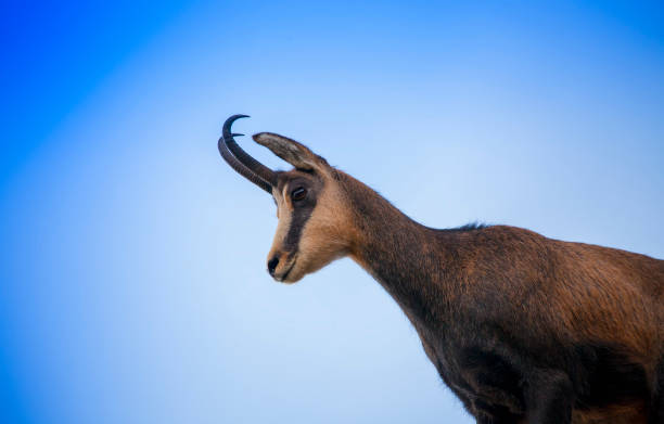 istock wildlife chamois goat on clear blue sky 1177120006