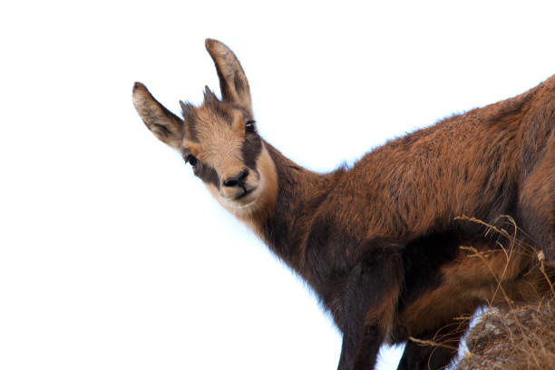 istock baby chamois goat isolated on white background 1177120010