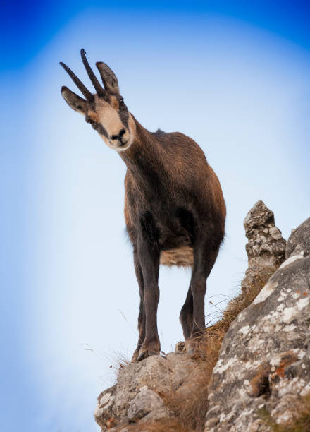 istock wild chamois goats on mountain rock 1177120037
