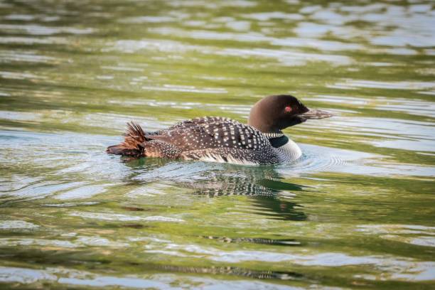 gemeiner loon - common loon stock-fotos und bilder