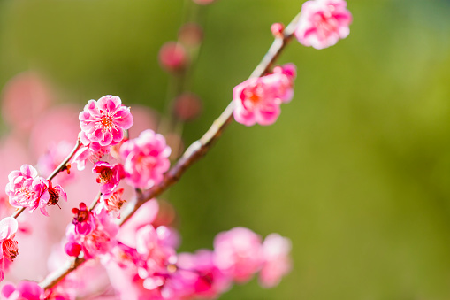 pink plum blossoms against green background