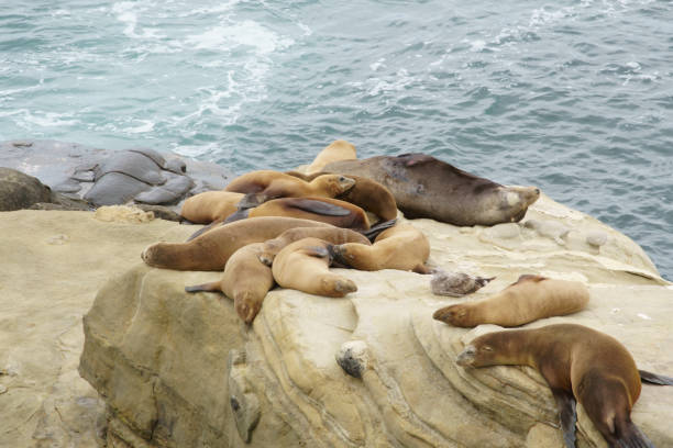 istock Seals, Sea Lions resting on the shores 1177121607