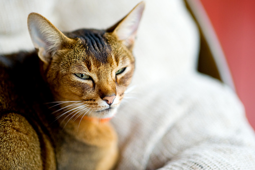 Abyssinian cat squinting at the camera