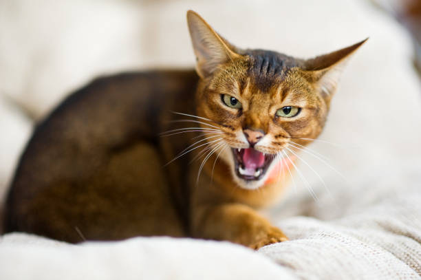 istock Abyssinian cat looks at the camera and opens its mouth menacingly 1177122375