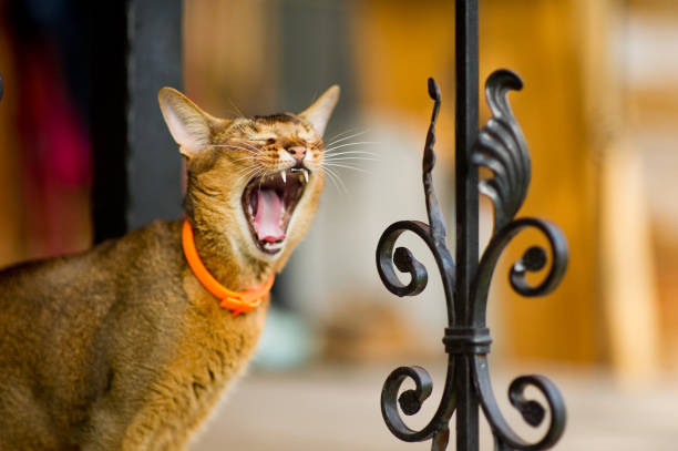 retrato de cerca de un gato bostezando de pie cerca de una cerca de metal - domestic cat anger hissing aggression fotografías e imágenes de stock