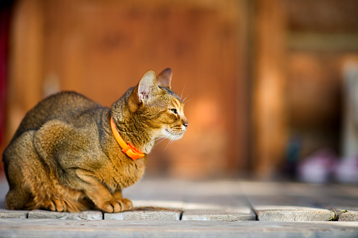 Abyssinian cat calmly sits on a wooden floor and looks away. The cat is resting