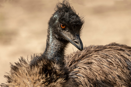 The Emu (Dromaius novaehollandiae), Legs detail. Australian  largest native bird,relative of ostrich.Emus have three toes on each foot and  ostrich has two toes on each foot.