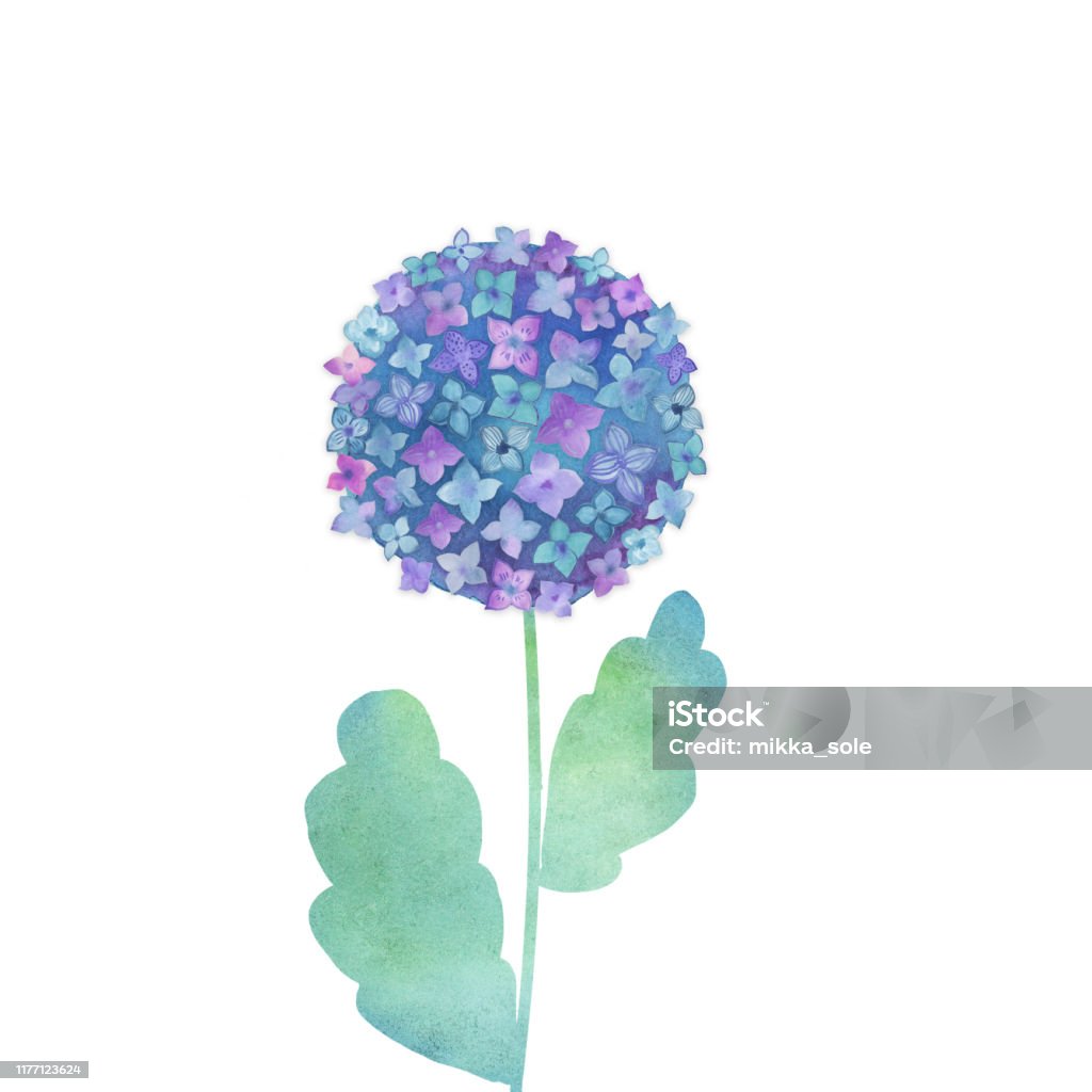 Hoa Cẩm Tú Cầu Trên Nền Trắng Ảnh Minh Họa Vẽ Tay Màu Nước Hình ...
