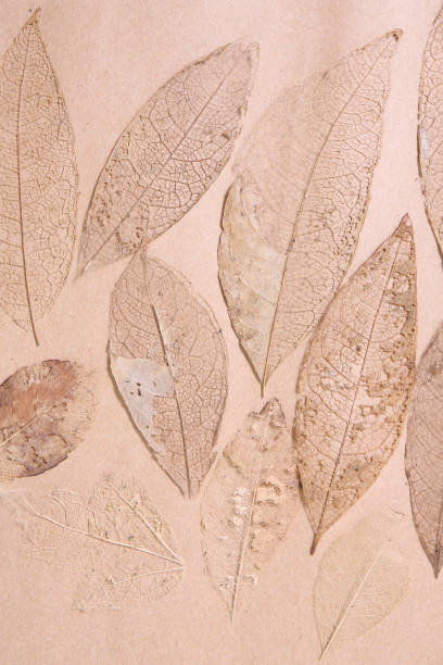 istock dry leaves with vein on a brown background 1177124573
