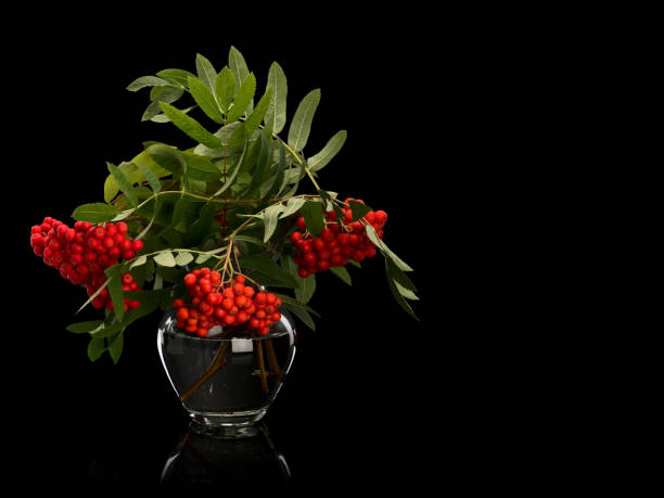 istock Bouquet from clusters of a red mountain ash 1177124621