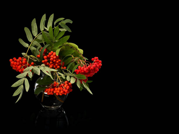 istock Bouquet from clusters of a red mountain ash 1177124626