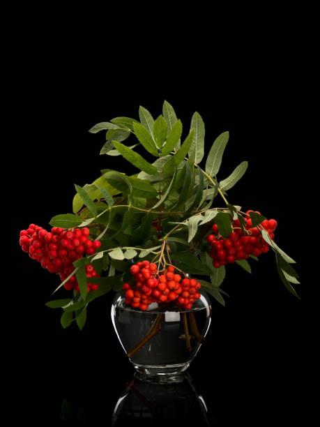 istock Bouquet from clusters of a red mountain ash 1177124634