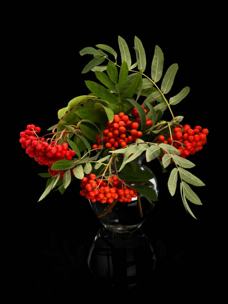 istock Bouquet from clusters of a red mountain ash 1177124637