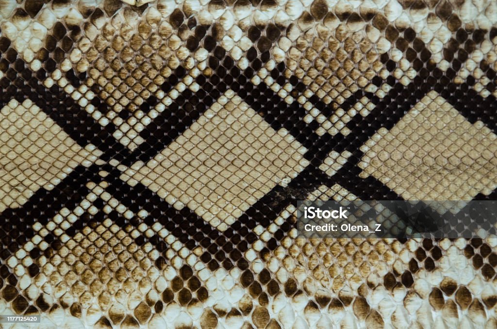 Python Snake Scan Pattern Python Skin Texture Snake Skin Pattern Stock Photo - Download Image Now ...