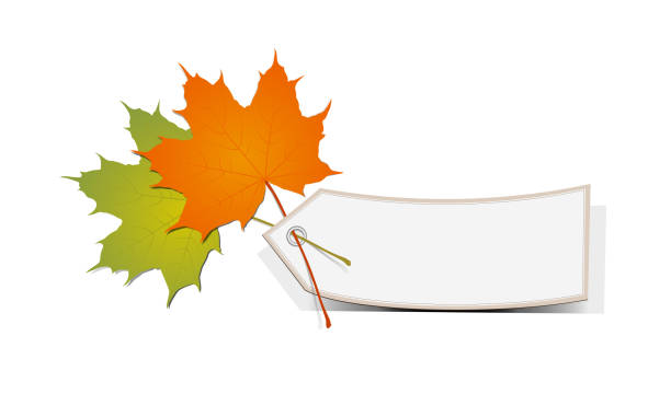 ilustrações, clipart, desenhos animados e ícones de folhas de plátano coloridas do outono com sinal em branco, ilustração do vetor isolada no fundo branco - maple leaf green outdoors