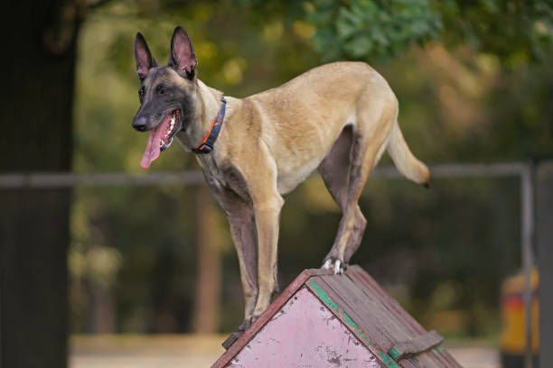 istock Playful young Belgian Shepherd dog Malinois with a collar standing on a wooden A-frame agility ramp in a city dog park in summer 1177127877